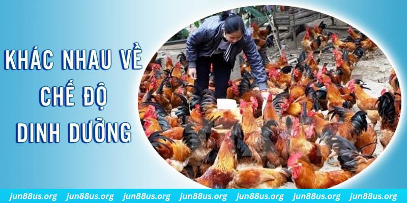 e88 đăng nhập roulette hôm nay