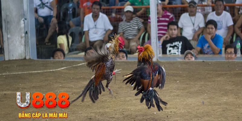 e88 đăng nhập mậu binh khuyến mãi