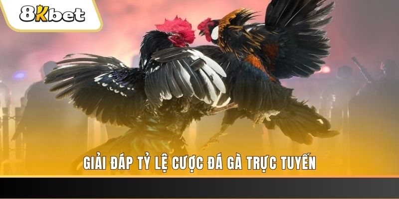 e88 trực tiếp đá gà thomo